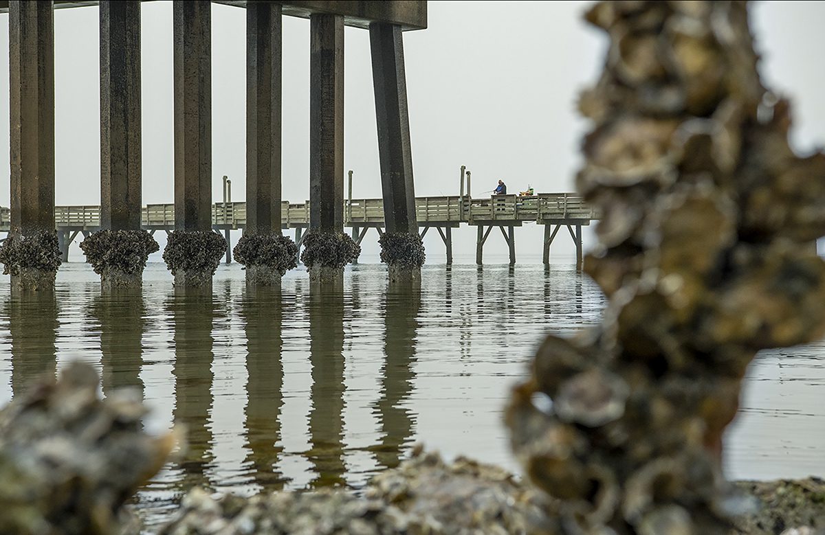 A fisherman casts a line into the Newport River from the Radio Island Fishing Pier in Morehead City. Photo: Dylan Ray