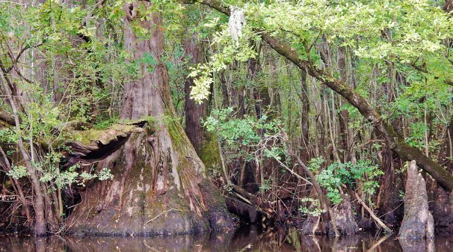 Massive and ancient cypress trees and cypress knees rise above the dark water at the Black River Nature Preserve. Photo: ncwetlands