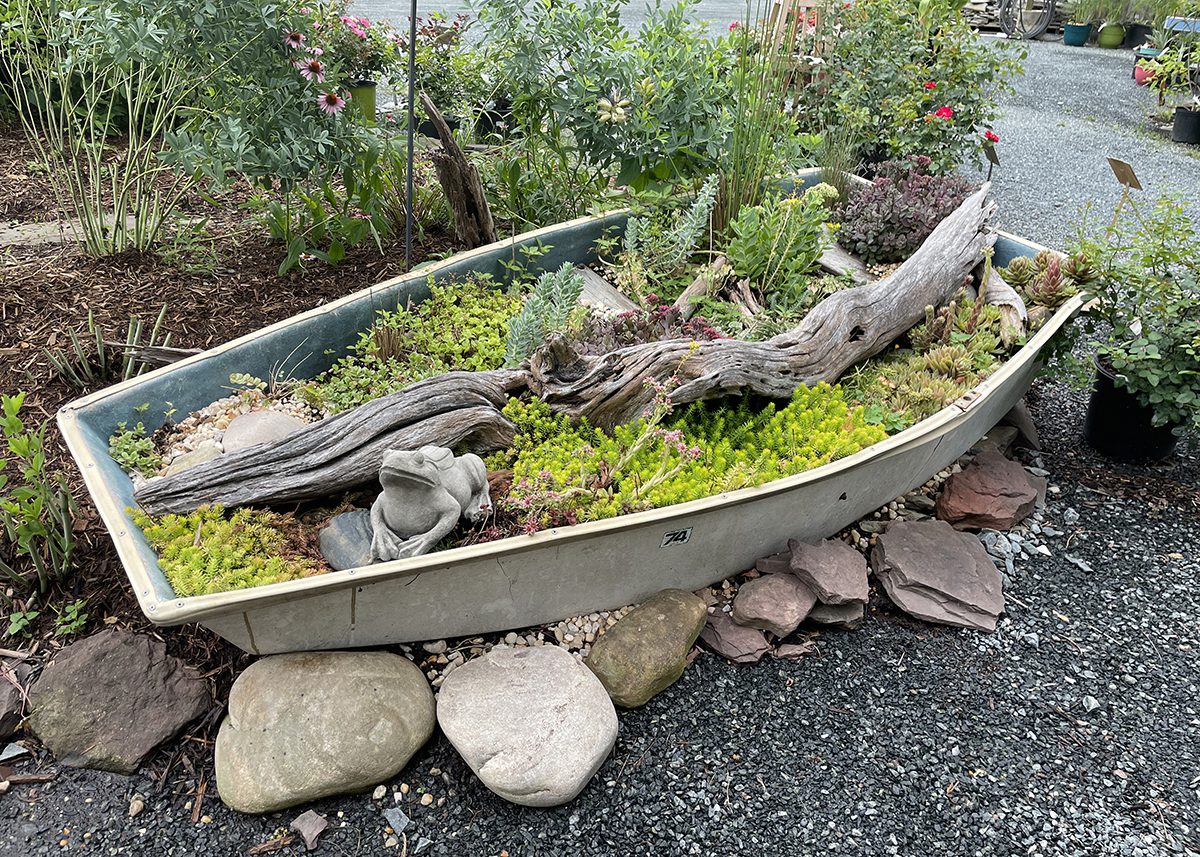 An old boat like this dinghy can be used as a container for drought-tolerant sedums. Photo: Barbara W. Ellis