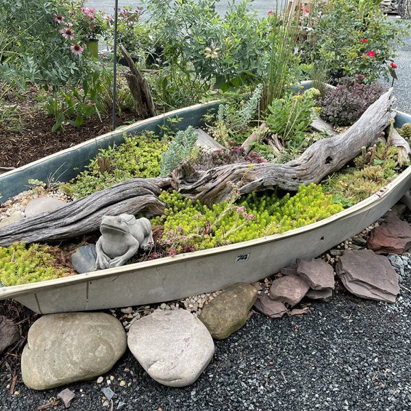 An old dinghy is used as a container for drought-tolerant sedums. Photo: Barbara W. Ellis