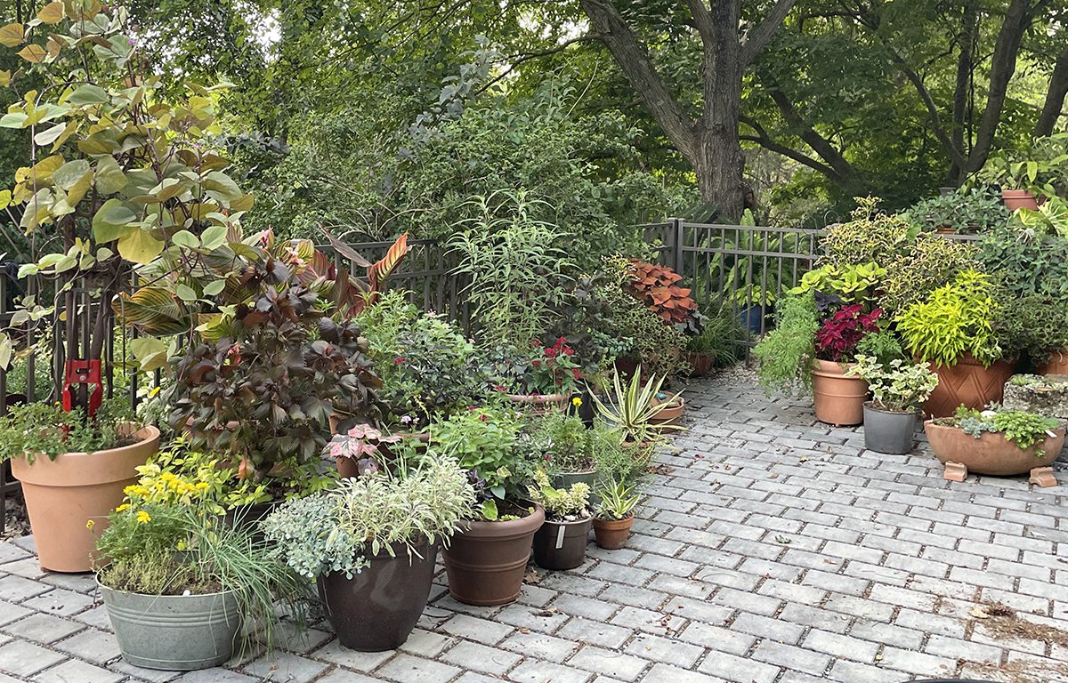 The author's container garden attests to the fact that the plant-obsessed among us will never tire of adding new treasures and experimenting with new combinations. Photo: Barbara W. Ellis