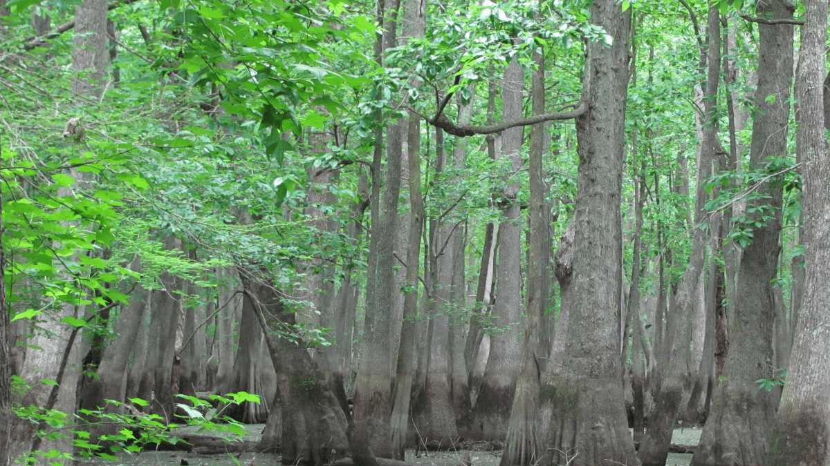 Cypress Tupelo Swamp at Roanoke River National Wildlife Refuge. Photo: Jean Richter/USFWS,