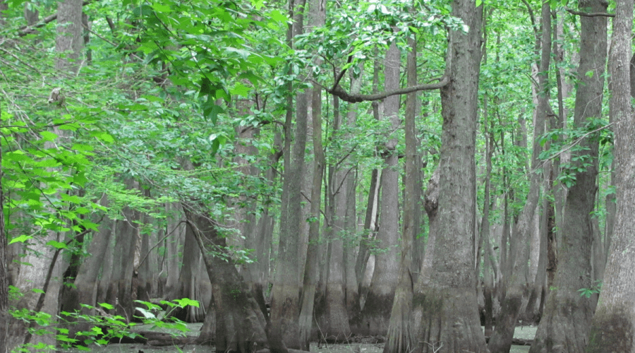Cypress Tupelo Swamp at Roanoke River National Wildlife Refuge. Photo: Jean Richter/USFWS,