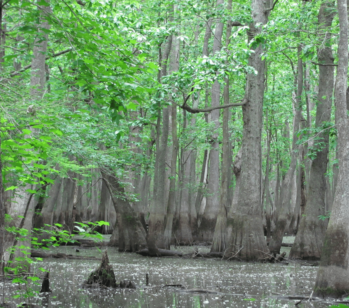 Cypress Tupelo Swamp at Roanoke River National Wildlife Refuge. Photo: Jean Richter/USFWS,