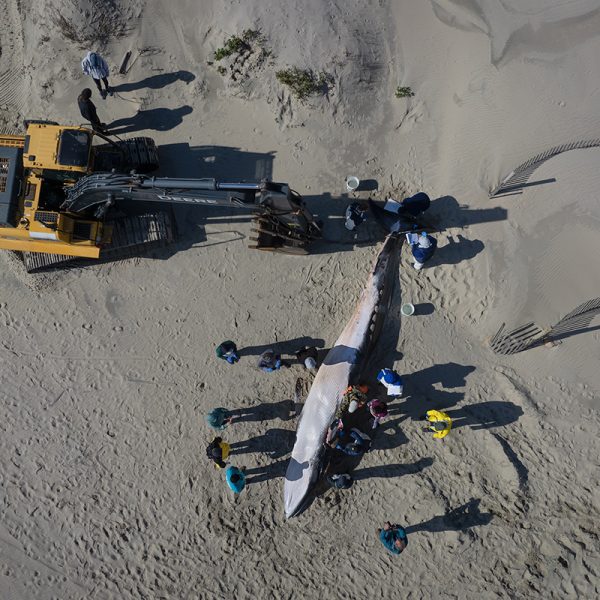 A dead minke whale is shown from above March 5 on the beach north of Corolla. Photo: Megan May