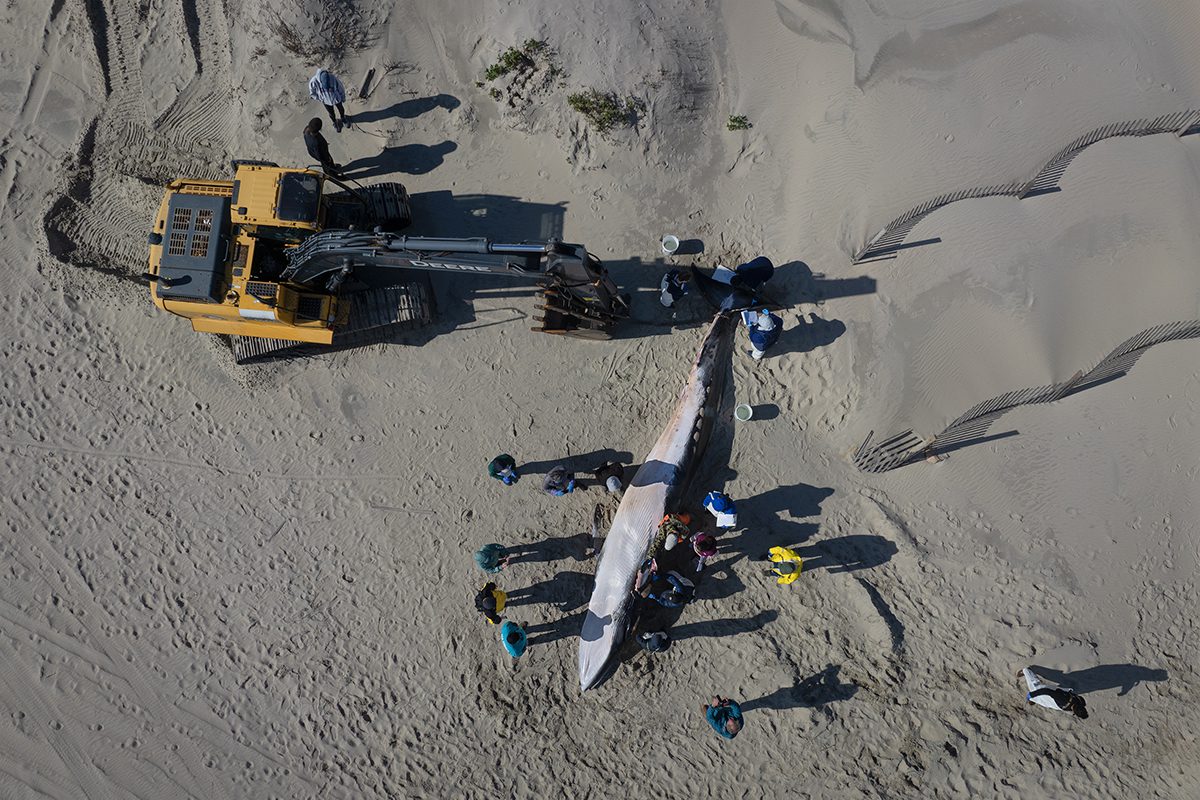 Researchers and volunteers gather around a deceased minke whale at the start of an onsite necropsy as shown from above March 5 on the beach north of Corolla. Photo: Megan May