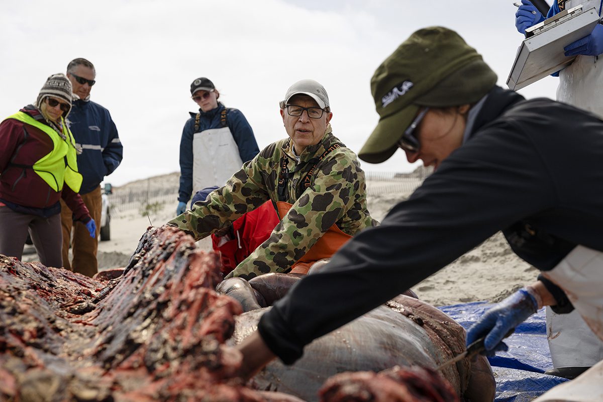 Dr. Craig Harms, center, of NC State leads the necropsy on a minke whale March 8 that washed ashore three days earlier north of Corolla. Photo: Megan May