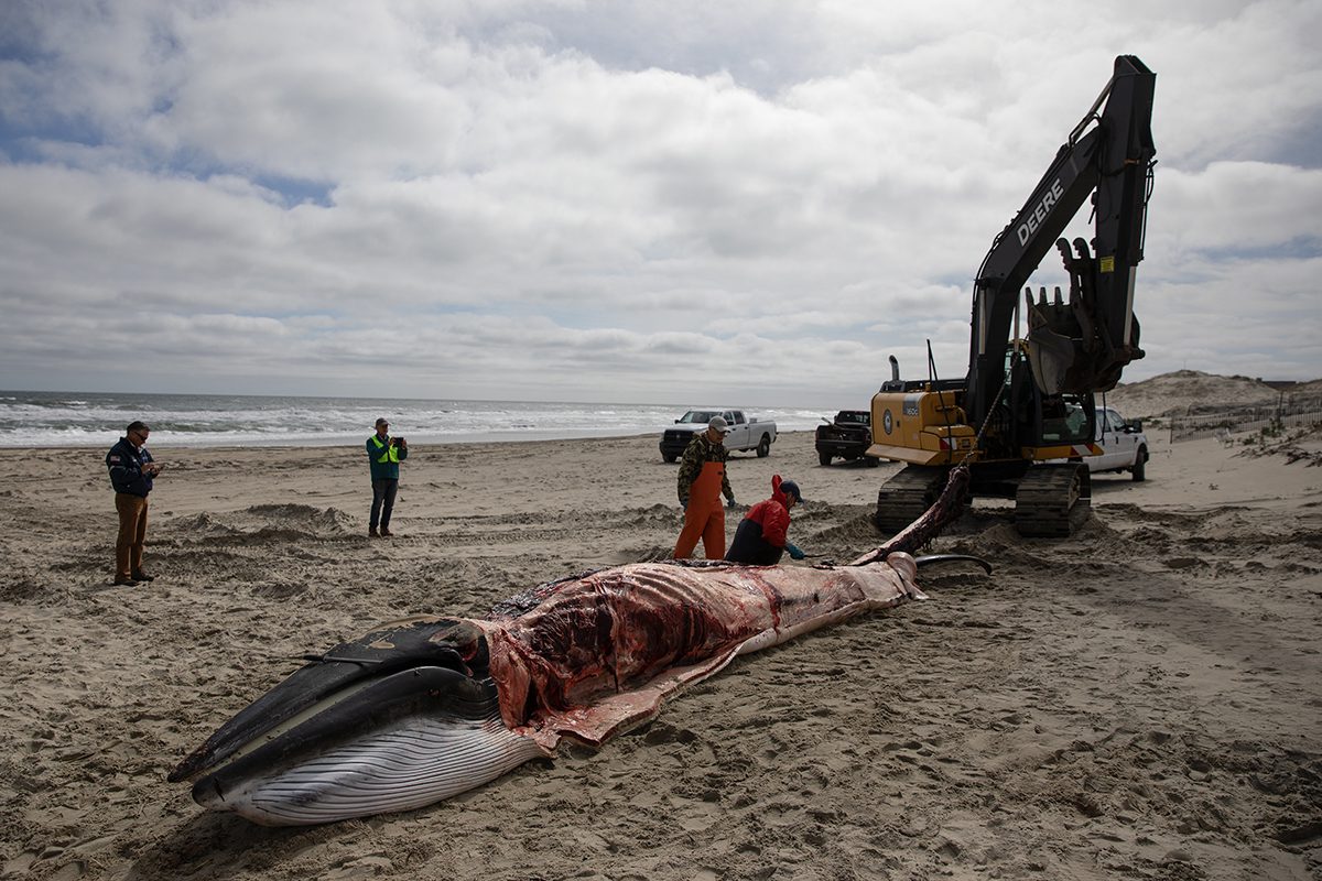 A backhoe is used to aid in the minke whale necropsy. Photo: Megan May