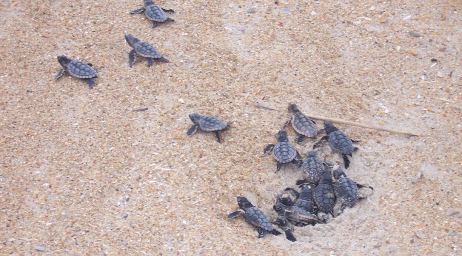 Baby loggerhead sea turtles emerge from their nest in a large group, a process known as a boil. Photo: NPS