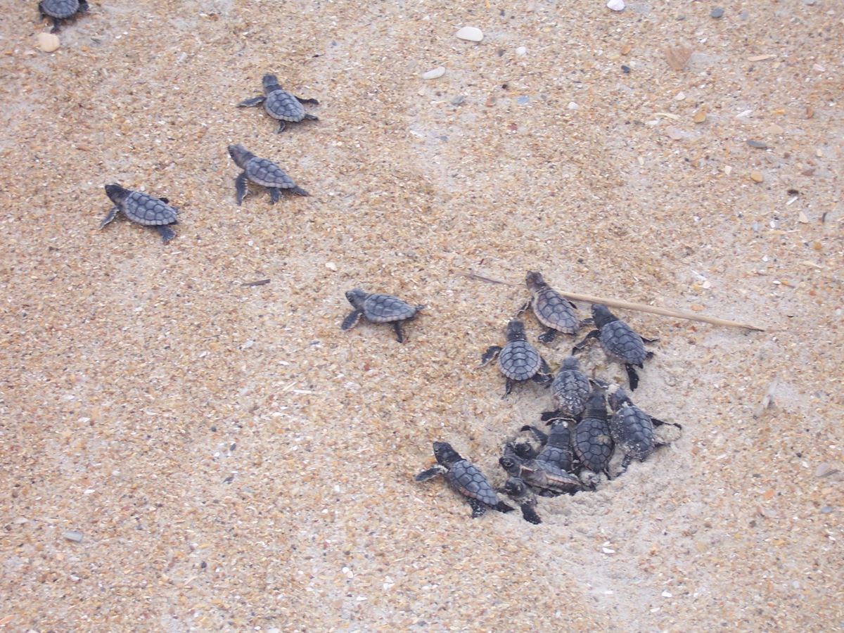 Baby loggerhead sea turtles emerge from their nest in a large group, a process known as a boil. Photo: NPS