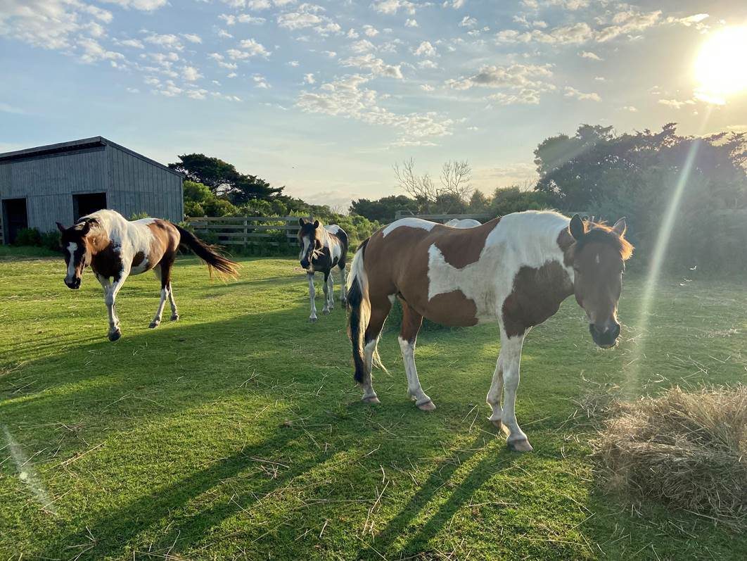 The horse herd on Ocracoke Island is under the care of Cape Hatteras National Seashore. Photo: Cape Hatteras National Seashore.
