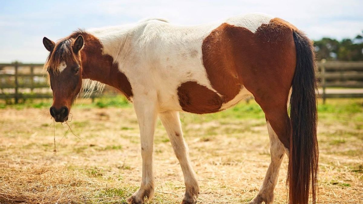 Paloma, an Ocracoke mare, stands in a pasture with a mouth full of hay. She is a paint pony with a white mane of hair. Photo: K Moses, Cape Hatteras National Seashore