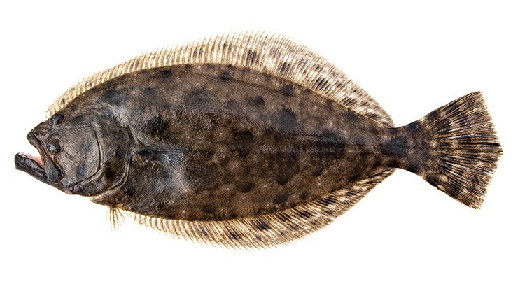 Southern flounder. Photo: DMF