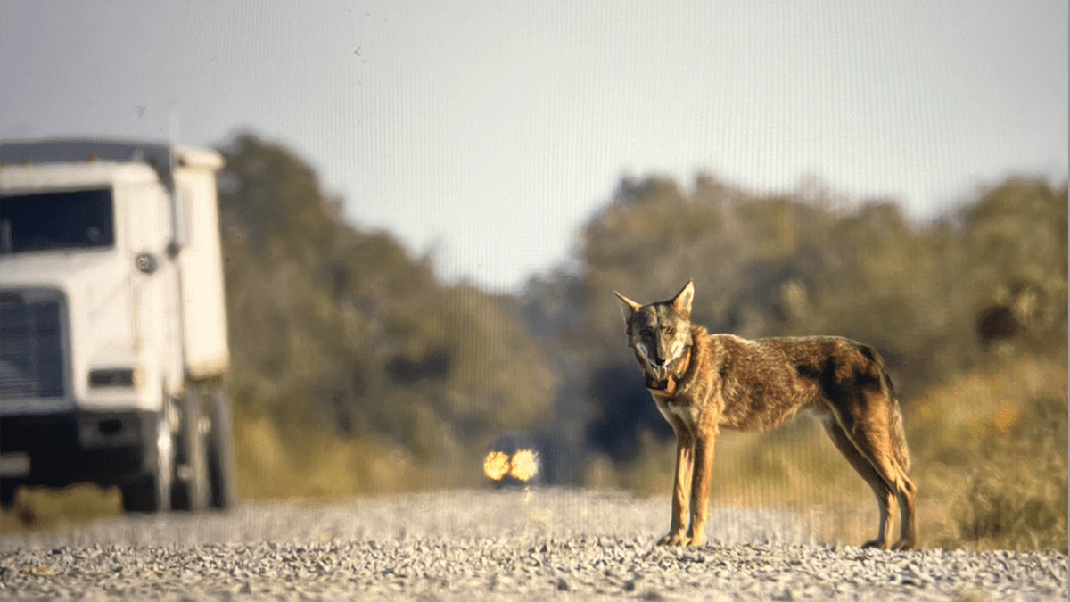 Muppet, an eastern red wolf shown here, was killed by a vehicle April 15. Photo: Walt Jenkins