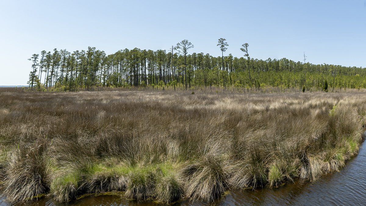 The Hyde County property includes 50 miles of waterfront and a 215-acre waterfowl impoundment. Photo: Walker Golder