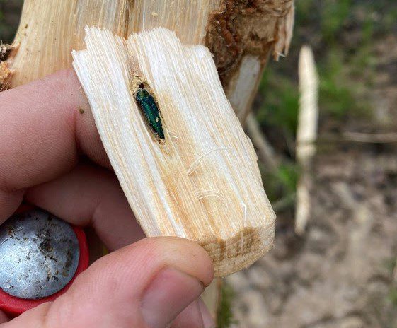 The N.C. Forest Service has announced that five new counties are positive for the emerald ash borer. Photo: N.C. Forest Service