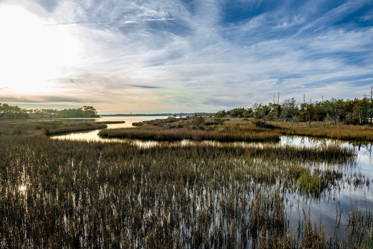 A view of the marsh from the Cedar Point Tideland Trail in Carteret County. North Carolina Salt Marsh Action Plan is a collaborative effort to protect this vital part of the estuarine ecosystem. Photo: N.C. Coastal Federation