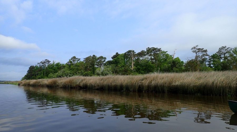The Newport River is the focus of a multi-year conservation project with the Coastal Land Trust and North Carolina Coastal Federation. Photo: Courtesy, Scott Pohlman of NC Natural Heritage