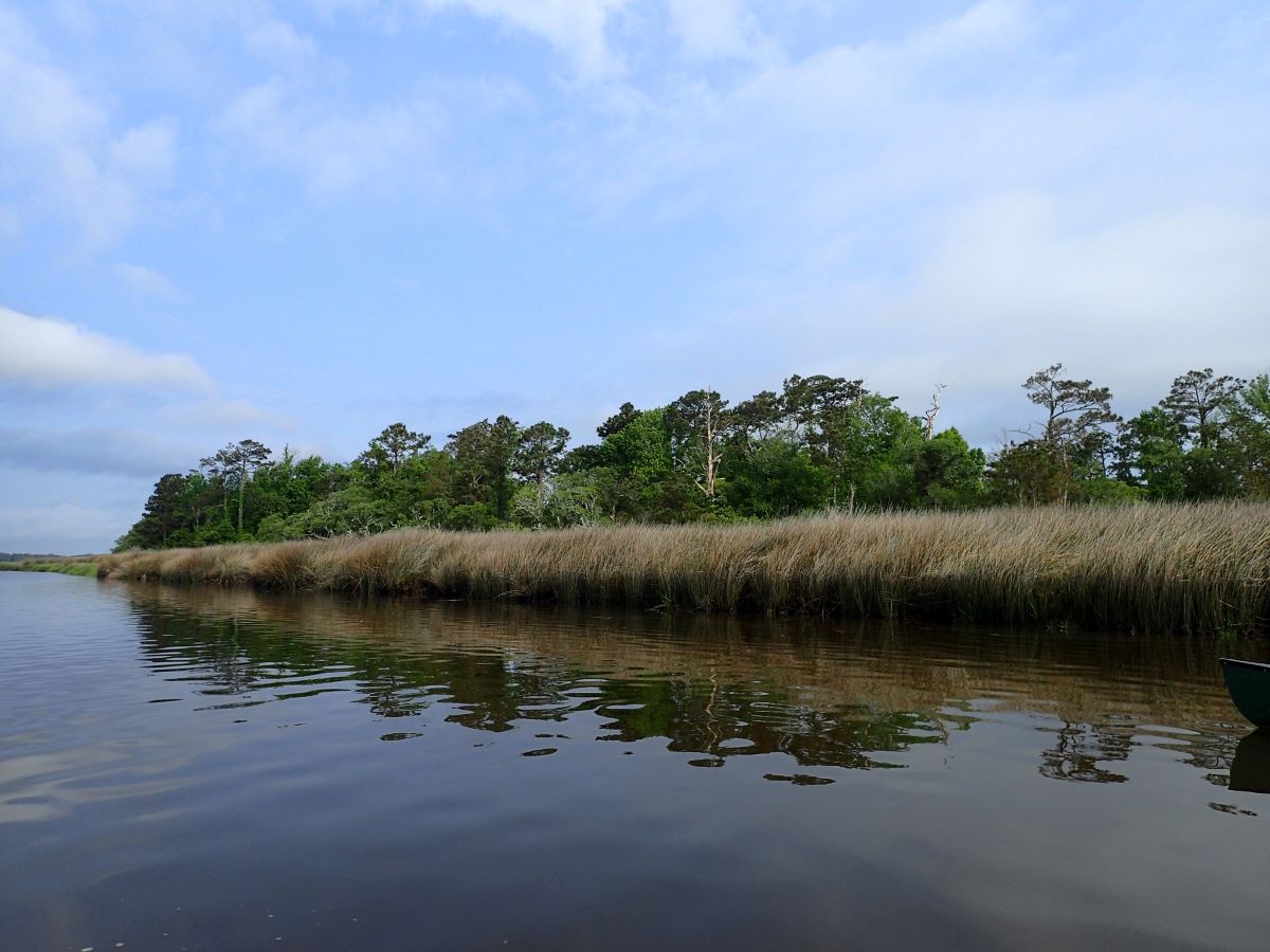 The Newport River is the focus of a multi-year conservation project with the Coastal Land Trust and North Carolina Coastal Federation. Photo: Courtesy, Scott Pohlman of NC Natural Heritage