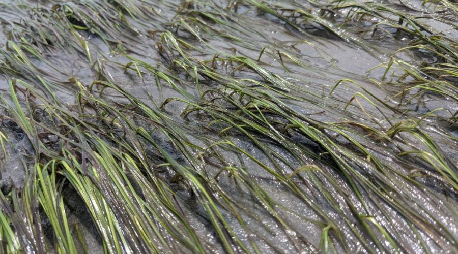 The N.C. Marine Fisheries Commission agreed during its meeting Thursday that the state Division of Marine Fisheries should take a broader look at the protection of submerged aquatic vegetation. Photo: DMF