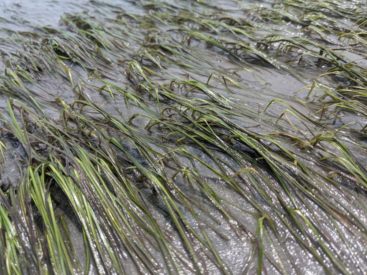 The N.C. Marine Fisheries Commission agreed during its meeting Thursday that the state Division of Marine Fisheries should take a broader look at the protection of submerged aquatic vegetation. Photo: DMF