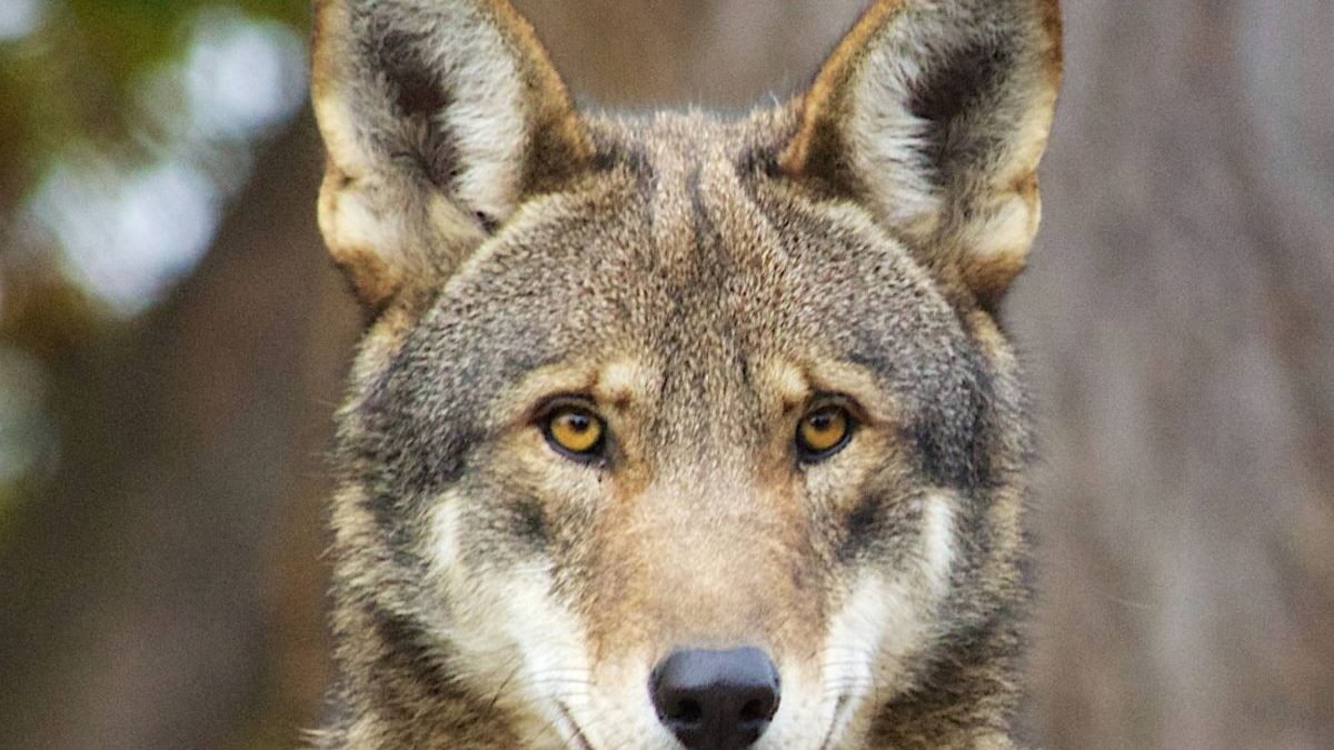 Work to study the endangered red wolf population in eastern North Carolina is among the topics planned for a special program Friday on endangered species. Photo: B. Bartel/USFWS