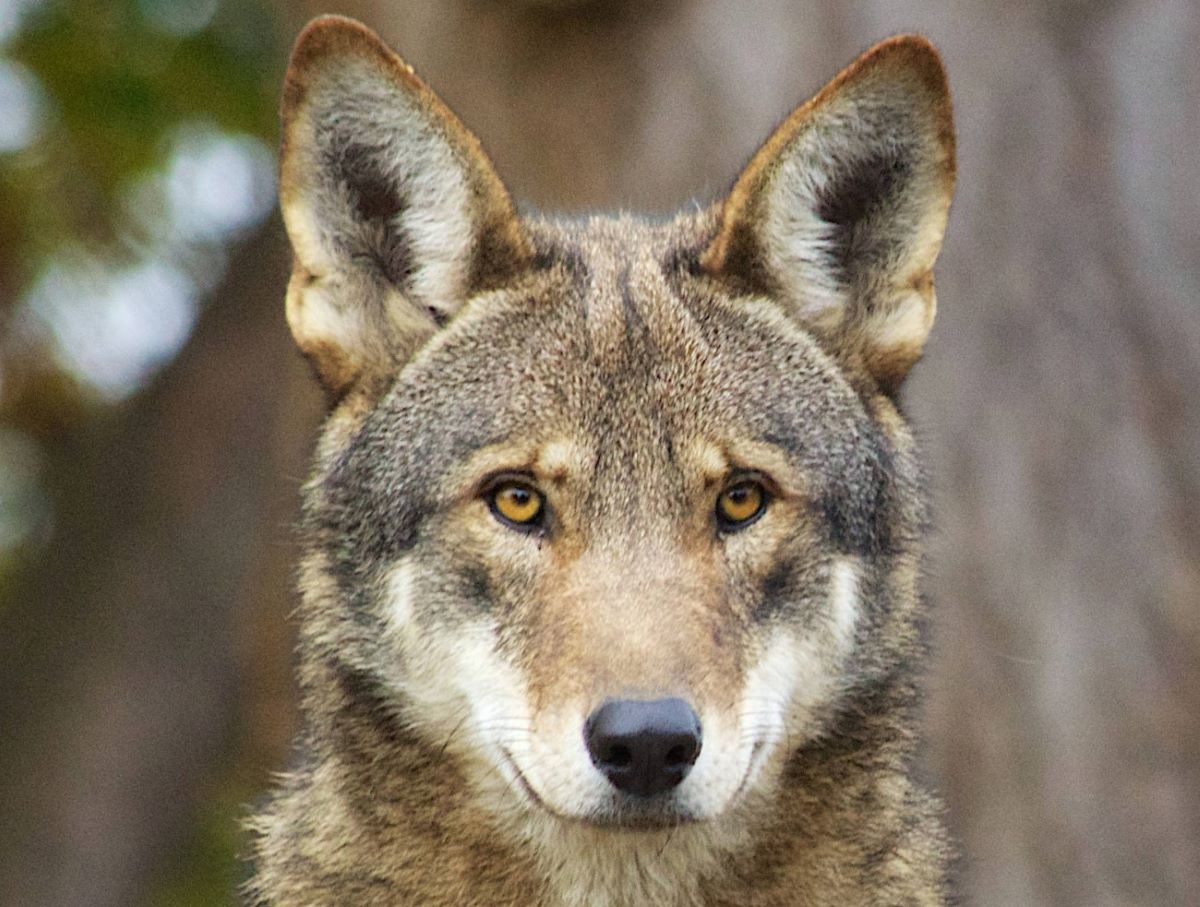 Work to study the endangered red wolf population in eastern North Carolina is among the topics planned for a special program Friday on endangered species. Photo: B. Bartel/USFWS