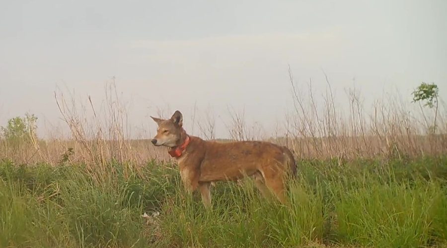 An endangered red wolf, No. 2323, in the Alligator River National Wildlife Refuge wears a GPS collar. Photo: USFWS