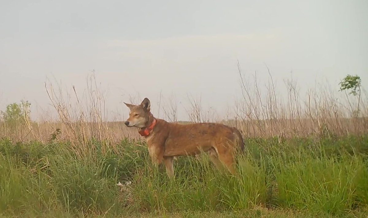 An endangered red wolf in the Alligator River National Wildlife Refugewears a GPS collar. Photo: USFWS 
