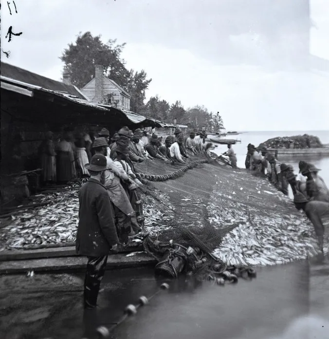 I was not able to locate a photograph of the Croatan Fishery. However, this is the Avoca seine fishery on Albemarle Sound, in Bertie County, in 1877. From everything I have seen, the Croatan Fishery and Avoca would have been of roughly the same size and character. Photo courtesy, Smithsonian Institution


