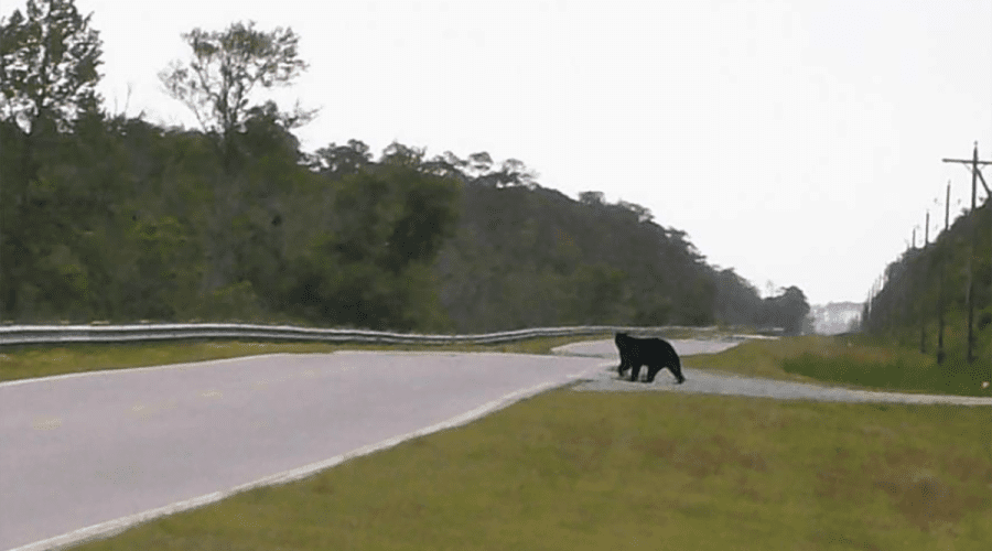 A black bear steps toward U.S. Highway 64. Photo from the Virginia Tech report