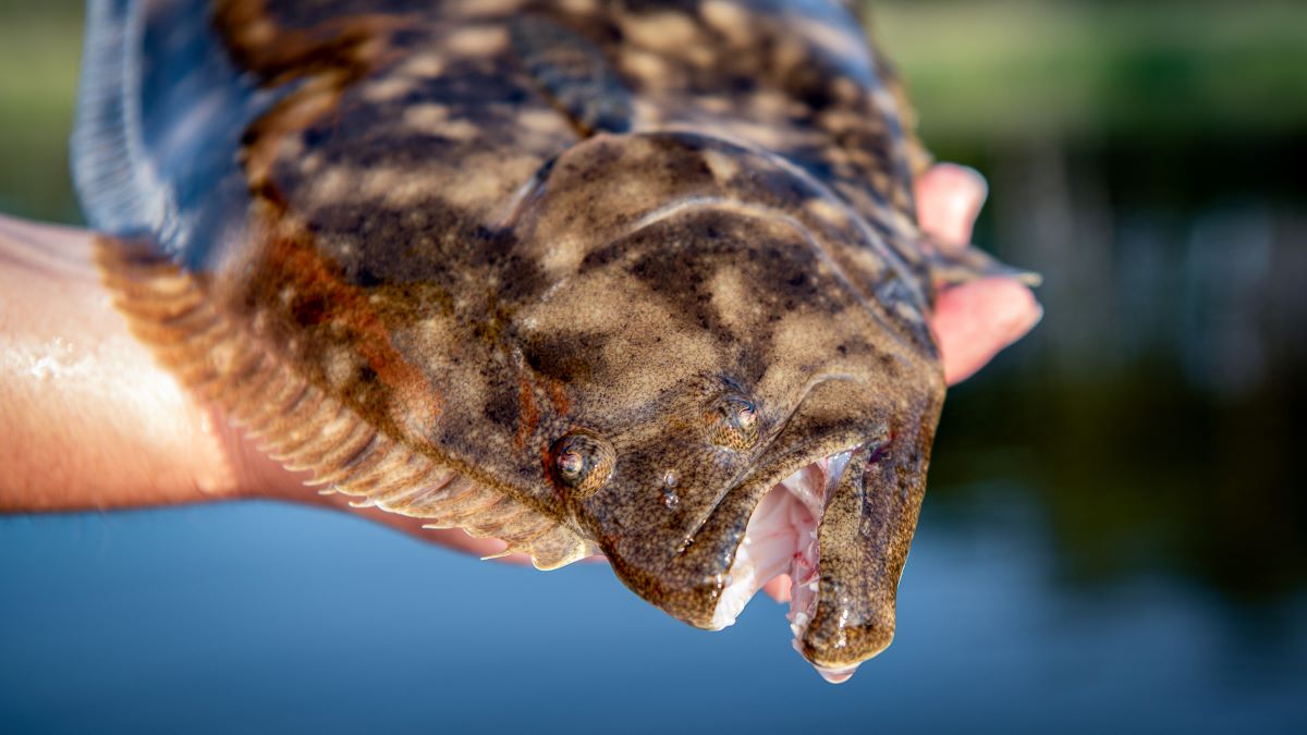 A flounder is released. Photo: Division of Marine Fisheries