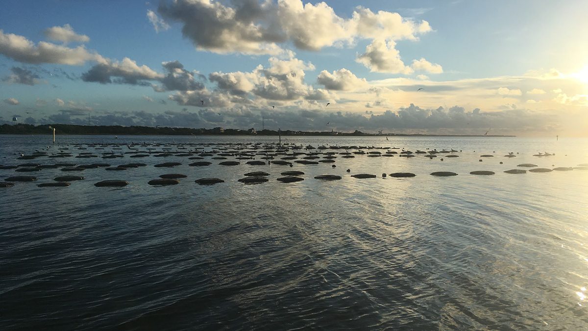 A shellfish aquaculture operation. Photo: Division of Marine Fisheries