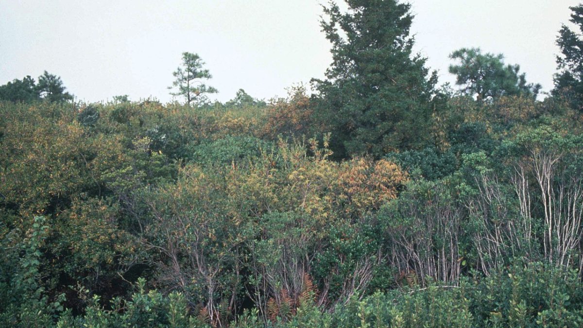 A pocosin wetland on the North Carolina coast, probably a little west of Stumpy Point in either the Alligator River National Wildlife Refuge or the Pocosin Lakes National Wildlife Refuge. Courtesy, U.S. Fish and Wildlife Service
