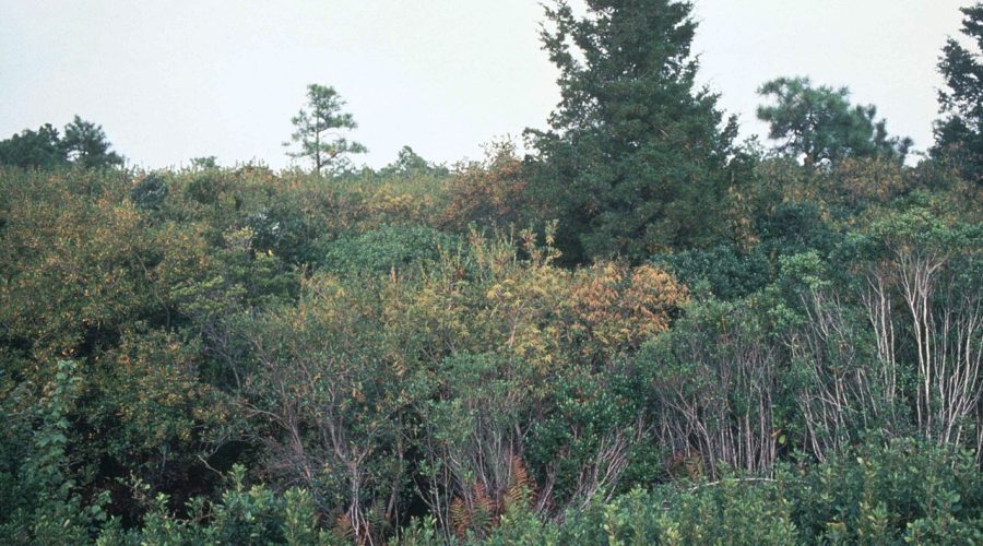 A pocosin wetland on the North Carolina coast, probably a little west of Stumpy Point in either the Alligator River National Wildlife Refuge or the Pocosin Lakes National Wildlife Refuge. Courtesy, U.S. Fish and Wildlife Service