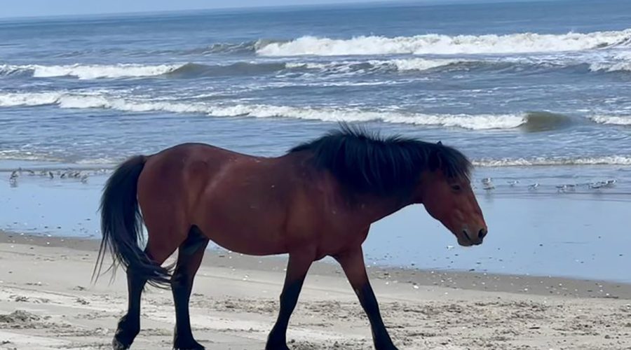 Bullwinkle, shown here on the beach recently, was 10-year-old stallion. Photo: Corolla Wild Horse Fund