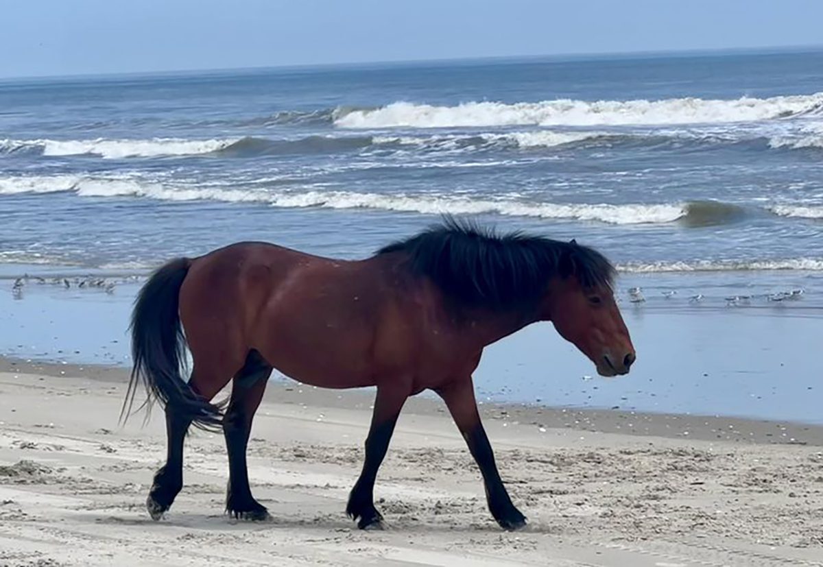 Bullwinkle, shown here on the beach recently, was 10-year-old stallion. Photo: Corolla Wild Horse Fund