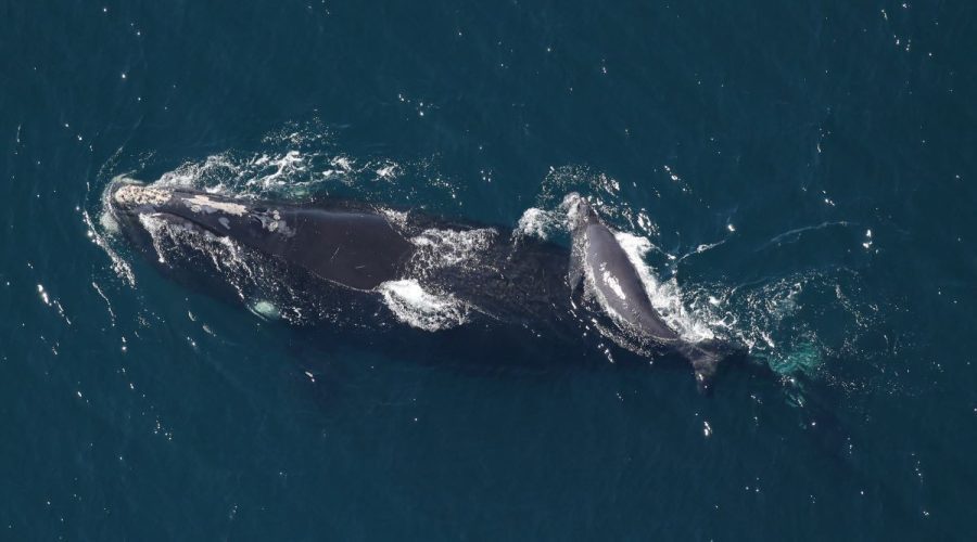 A North Atlantic right whale and her new calf were sighted 38 nautical miles southeast of the entrance of the Chesapeake Bay, off the coast of Corolla in March 2022. The mother became entangled in fishing gear when she was pregnant with her first calf. Though she was able to free herself of the commercial fishing lines, the entanglement left extensive scarring around her tail. Credit: Clearwater Marine Aquarium Research Institute and U.S. Army Corps of Engineers, taken under NOAA permit No. 20556-01