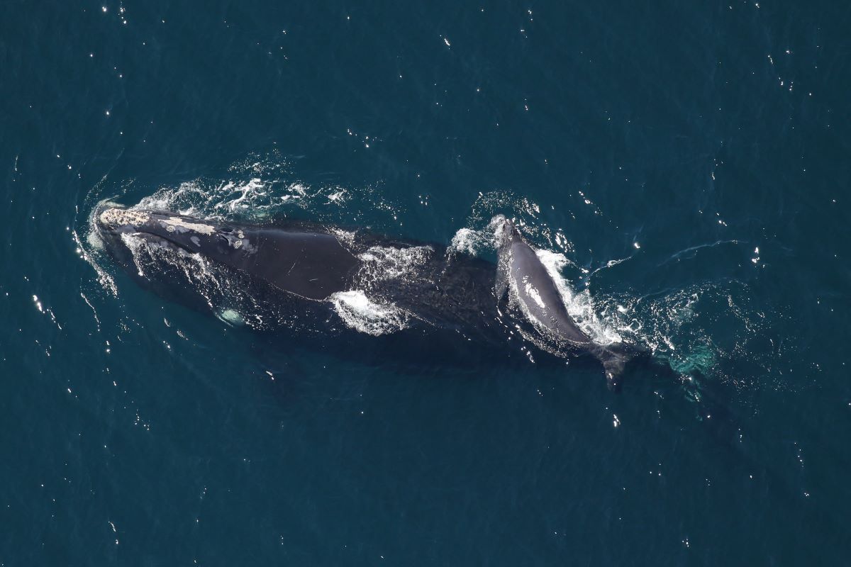 A North Atlantic right whale and her new calf were sighted 38 nautical miles southeast of the entrance of the Chesapeake Bay, off the coast of Corolla in March 2022. The mother became entangled in fishing gear when she was pregnant with her first calf. Though she was able to free herself of the commercial fishing lines, the entanglement left extensive scarring around her tail. Credit: Clearwater Marine Aquarium Research Institute and U.S. Army Corps of Engineers, taken under NOAA permit No. 20556-01