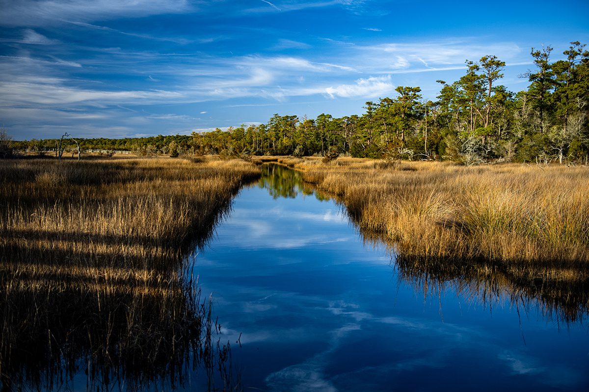 The Coastal Federation’s projects include preserving and restoring a total of 15 acres of peatlands and 595 acres of coastal habitats over five years. Photo: Nick Green/North Carolina Coastal Federation