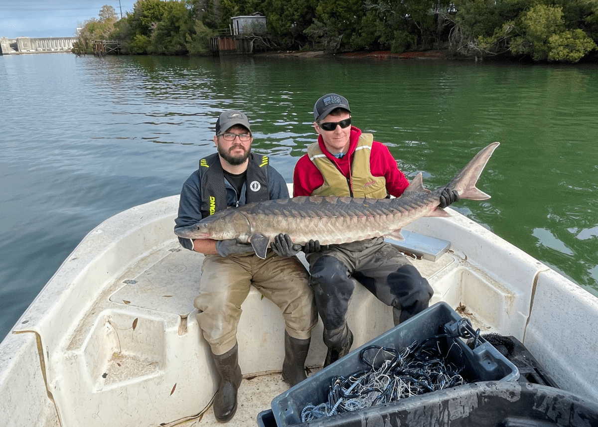 Jesse Bissette, left, and Scott Smith, both biologists and photographers with the Division of Marine Fisheries, are among the five authors of the new freshwater guide. Photo: Corbett Norwood, SCDNR