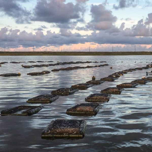 Applications for shellfish leases, like the one shown here, must go through the Division of Marine Fisheries. Photo: DMF