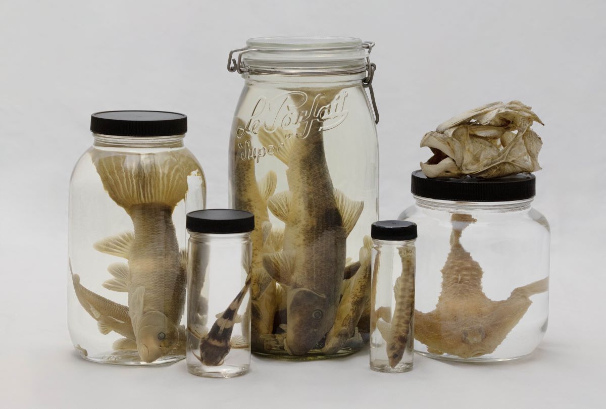 The North Carolina Museum of Natural Sciences ichthyology collection has more than 1.4 million specimens. Photo: NC Museum of Natural Sciences