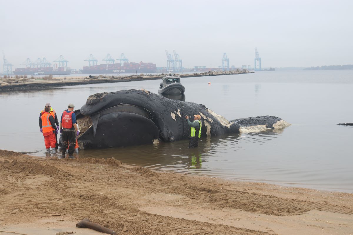 Dr. Craig Harms, right, stands by the dead female North Atlantic right whale #1950 on the beach in Virginia. The necropsy team leaders examine the whale at the landing site, before using the heavy black towing line to bring it ashore. Experts completed a necropsy on April 2, 2024. Credit: Virginia Aquarium and Marine Science Center, taken under NOAA permit No. 24359.