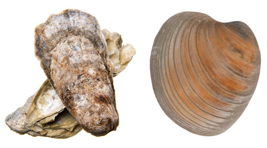 Eastern oyster and hard clam management plans are under review. Image: Division of Marine Fisheries