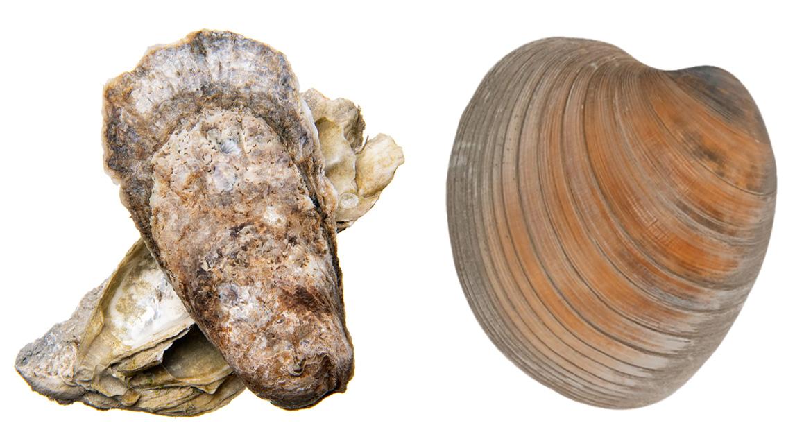 Eastern oyster and hard clam management plans are under review. Image: Division of Marine Fisheries 