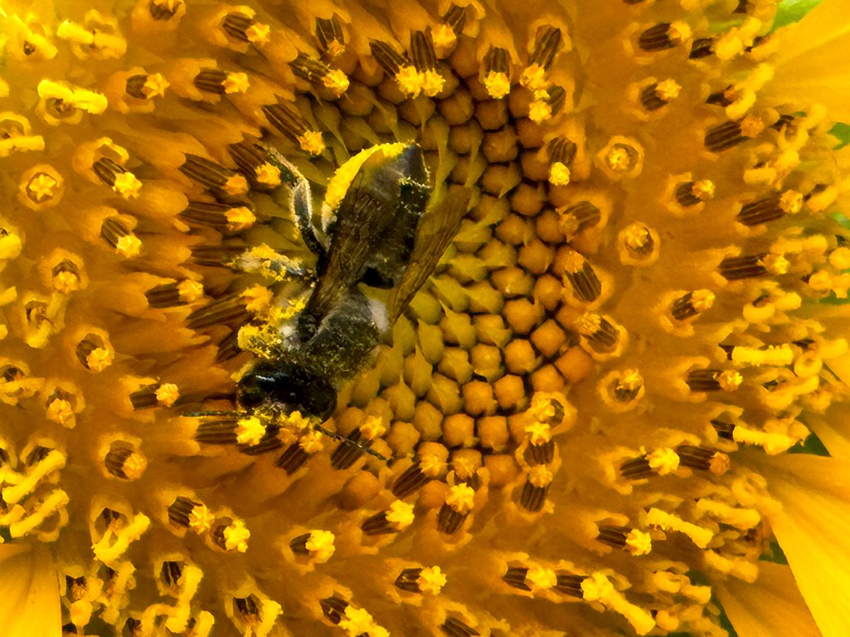 An agile, busy and well-laden pollinator nearly blends into the yellow of a sunflower recently in a barely maintained part of a garden near Morehead City. Photo: Mark Hibbs