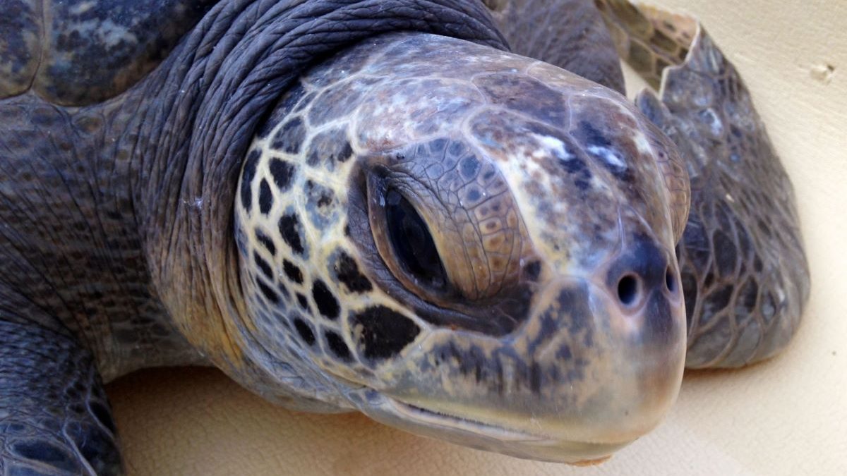 Rescued green sea turtle. Photo: Joanna Gilkeson/USFWS/public domain