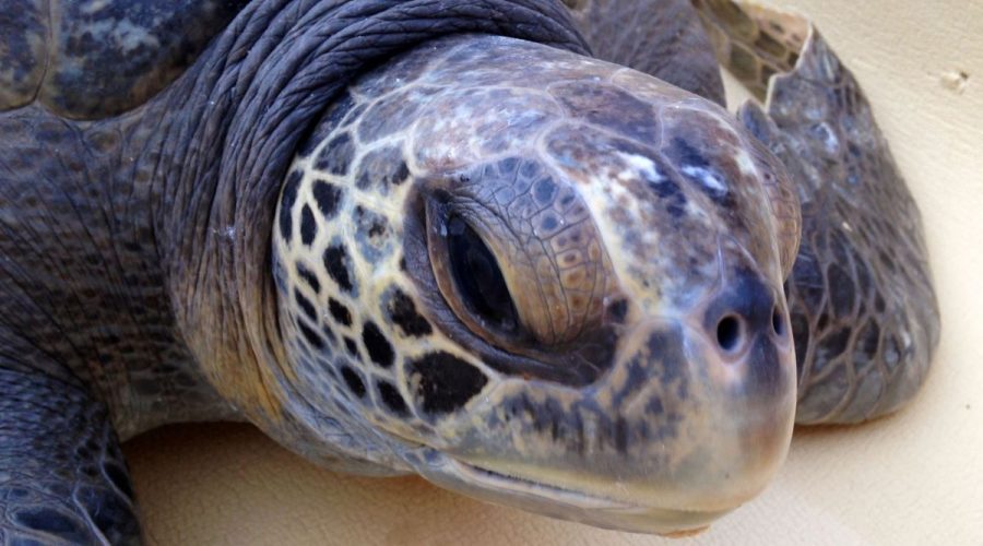 Rescued green sea turtle. Photo: Joanna Gilkeson/USFWS/public domain