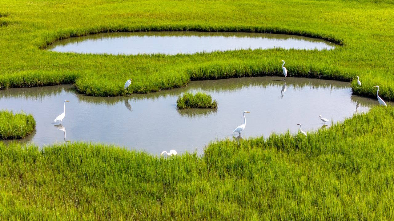 A wedge of egrets fish in a salt marsh near North River in Carteret County. Coastal ecosystems store carbon, slowing global warming's pace. Photo: Dylan Ray